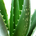aloe vera in our professional gel and mask treatments