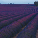 lavender in our lavender toner and lavender gel and mask